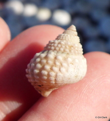 Cenchritis muricatus