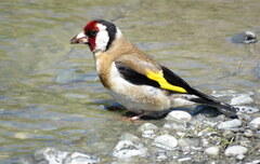 Carduelis carduelis britannica