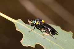 Pergagrapta bicolor