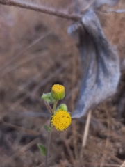 Blumea oxyodonta