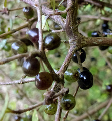 Coprosma tenuicaulis