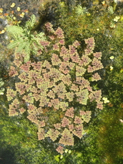 Azolla pinnata