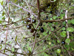 Coprosma tenuicaulis