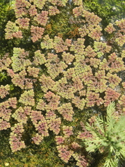 Azolla pinnata