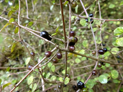 Coprosma tenuicaulis