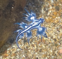 Glaucus atlanticus