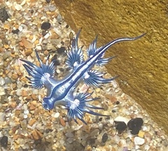 Glaucus atlanticus