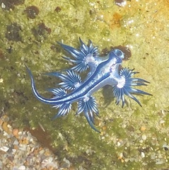 Glaucus atlanticus