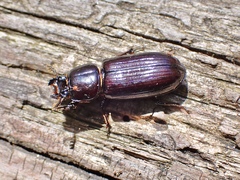 Aulacocyclus edentulus