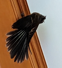 Rhipidura fuliginosa fuliginosa