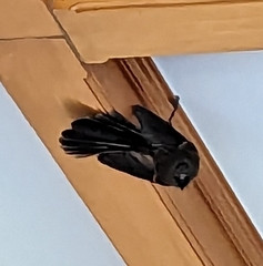 Rhipidura fuliginosa fuliginosa