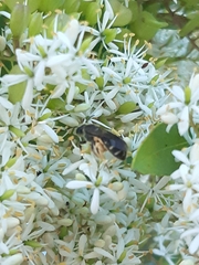 Chilalictus