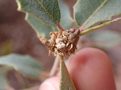 Disholcaspis pedunculoides