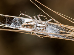 Oxyopes globifer