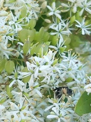 Chilalictus