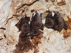 Artibeus jamaicensis