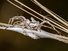 Oxyopes globifer