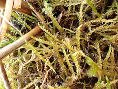 Drepanocladus