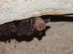 Artibeus jamaicensis