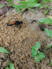 Sphex diabolicus