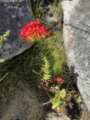 Crassula coccinea