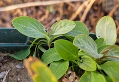 Bupleurum rotundifolium