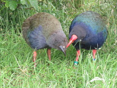 Porphyrio hochstetteri