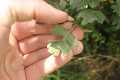 Crataegus monogyna