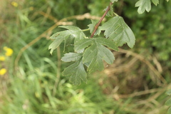 Crataegus monogyna