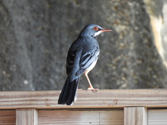 Turdus plumbeus