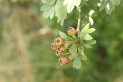 Crataegus monogyna