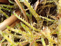 Drepanocladus