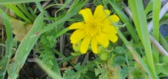 Senecio vernalis