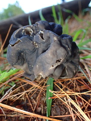 Helvella vespertina