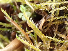 Drepanocladus