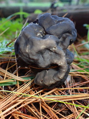 Helvella vespertina