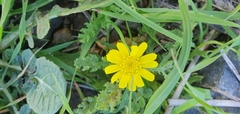 Senecio vernalis