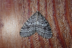 Operophtera occidentalis