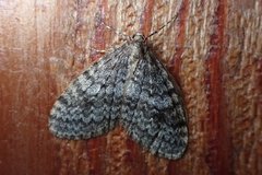 Operophtera occidentalis