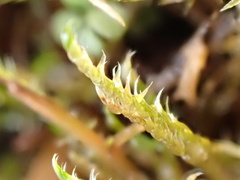 Drepanocladus