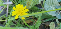 Senecio vernalis