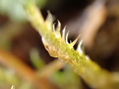 Drepanocladus