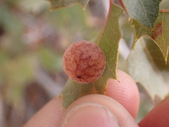 Atrusca brevipennata