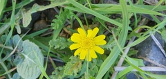 Senecio vernalis