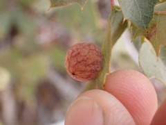 Atrusca brevipennata