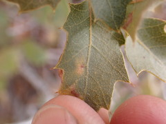 Atrusca brevipennata