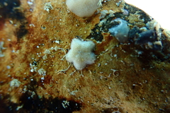 Aquilonastra anomala