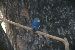 Ficedula superciliaris
