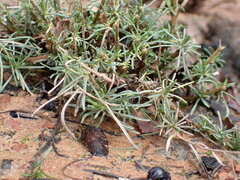 Eutaxia microphylla