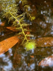 Utricularia aurea